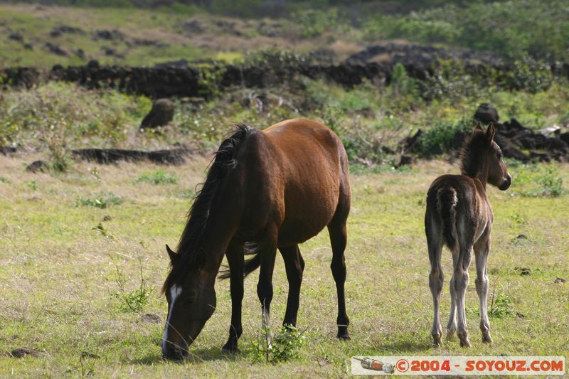 Ile de Paques - Ahu Tongariki - Chevaux
Mots-clés: chile Ile de Paques Easter Island animals cheval