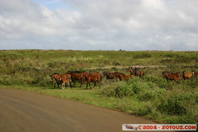 Ile de Paques - Ahu Tongariki - Chevaux
Mots-clés: chile Ile de Paques Easter Island animals cheval