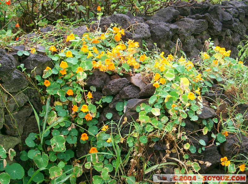 Ile de Paques - Hanga Roa
Mots-clés: chile Ile de Paques Easter Island fleur