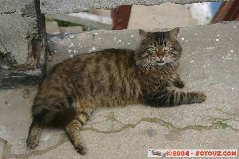 Valparaiso - Chat
Mots-clés: chile animals chat