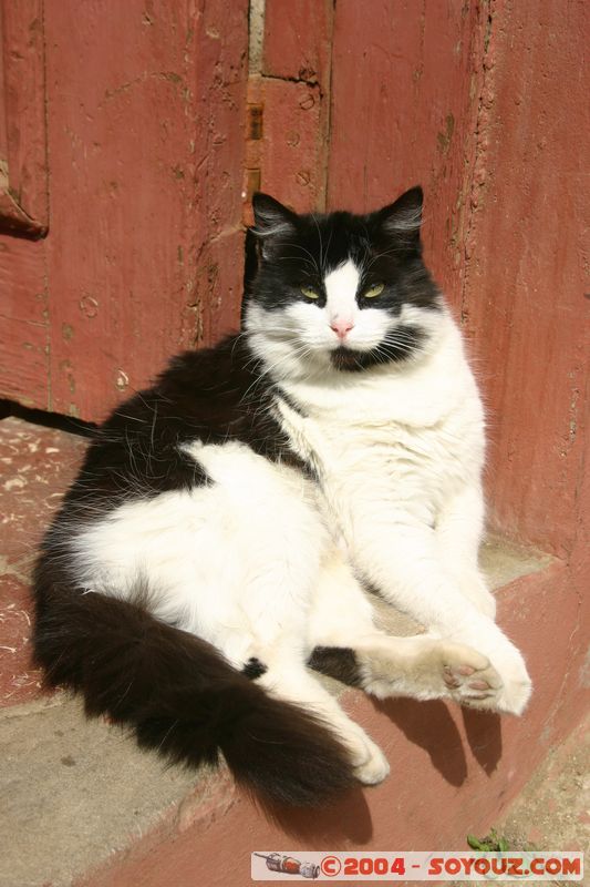 Valparaiso - Chat
Mots-clés: chile animals chat