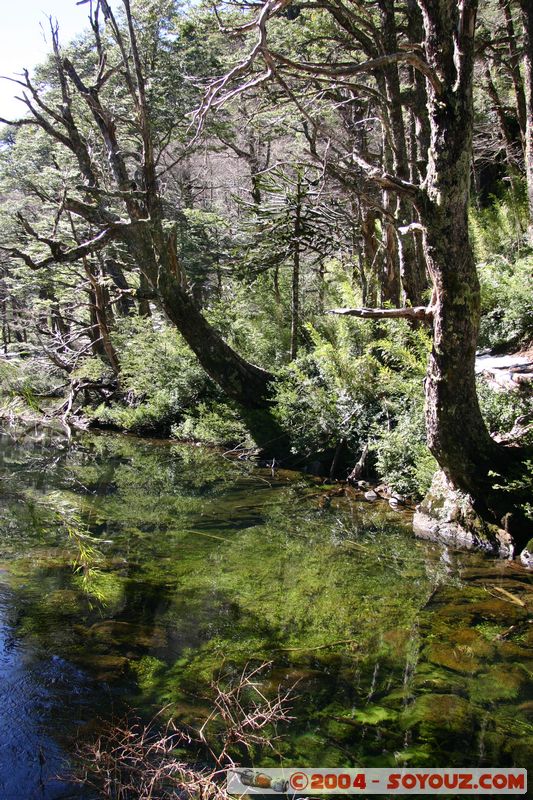 Parque Nacional Huerquehue - Lago Chico
Mots-clés: chile Lac Arbres