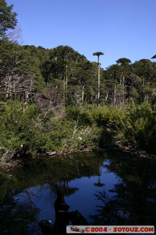 Parque Nacional Huerquehue
Mots-clés: chile Lac