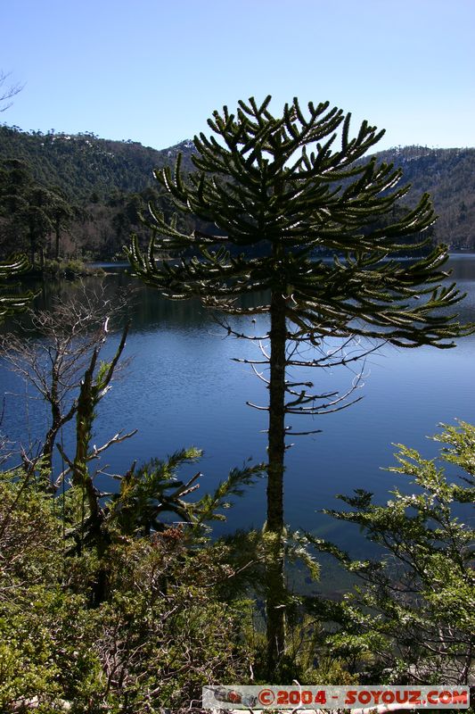 Parque Nacional Huerquehue - Lago Verde y arbole Araucaria
Mots-clés: chile Araucaria Arbres
