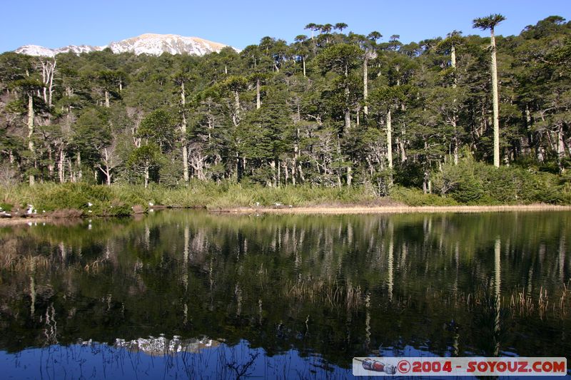 Parque Nacional Huerquehue - Lago El Toro
Mots-clés: chile Lac Arbres