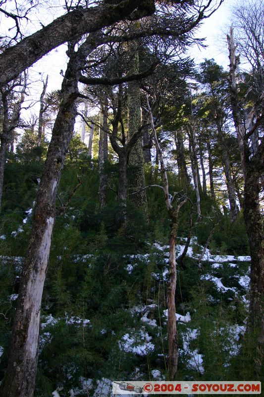 Parque Nacional Huerquehue - Lago El Toro
Mots-clés: chile