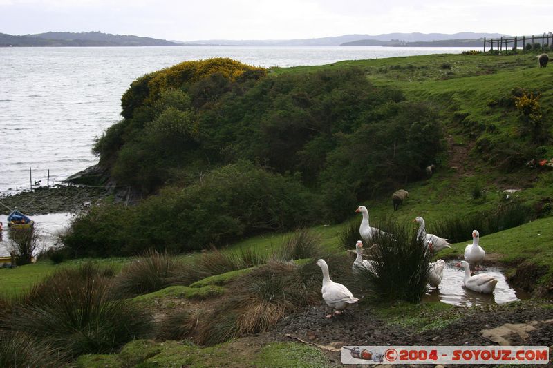 Ancud
Mots-clés: chile animals oiseau oie