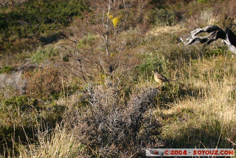 Parque Nacional Torres del Paine - Oiseau
Mots-clés: chile animals oiseau