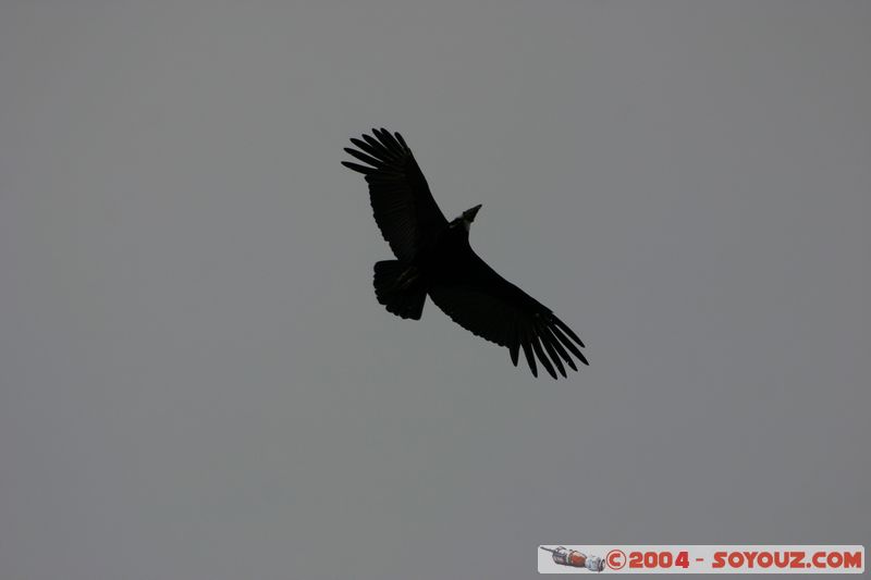 Parque Nacional Torres del Paine - Condors
Mots-clés: chile animals oiseau condor