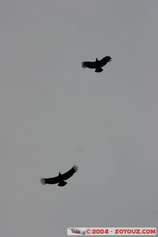 Parque Nacional Torres del Paine - Condors
Mots-clés: chile animals oiseau condor