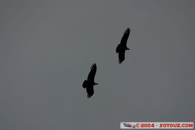 Parque Nacional Torres del Paine - Condors
Mots-clés: chile animals oiseau condor