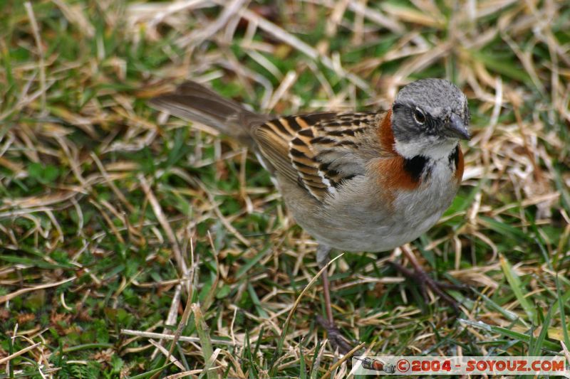 Parque Nacional Torres del Paine - Oiseau
Mots-clés: chile animals oiseau