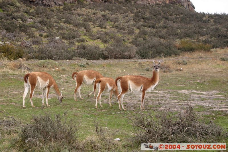 Parque Nacional Torres del Paine - Vicunas
Mots-clés: chile animals Vicuna