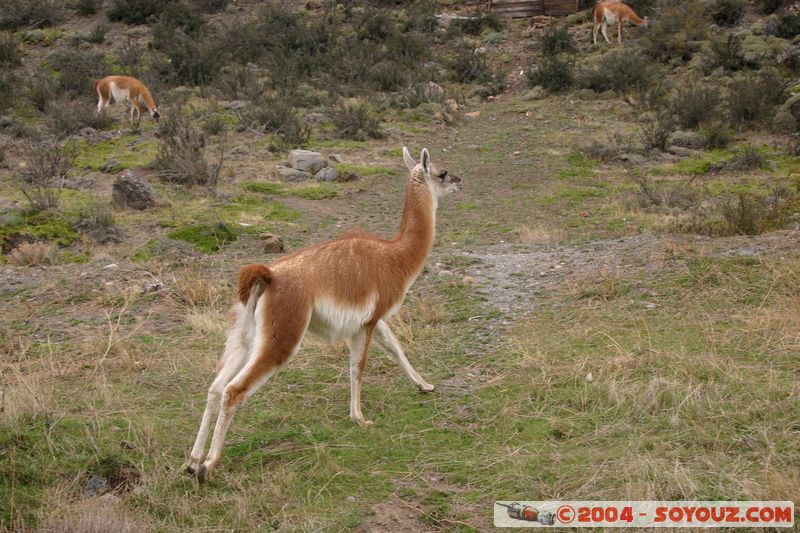 Parque Nacional Torres del Paine - Vicunas
Mots-clés: chile animals Vicuna