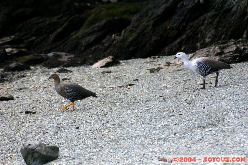 Caiqun (Chlophaga picta picta)
