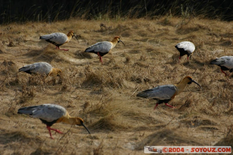 Bandurria Baya (Theristicus caudatus)
