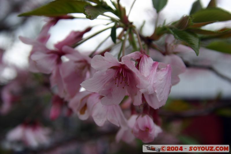 Auckland - Flower
Mots-clés: New Zealand North Island coast to coast fleur