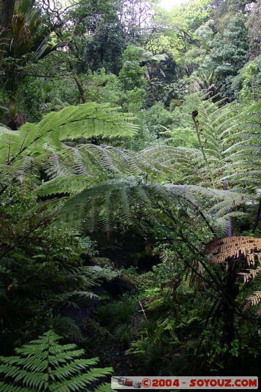 Auckland Domain
Mots-clés: New Zealand North Island coast to coast