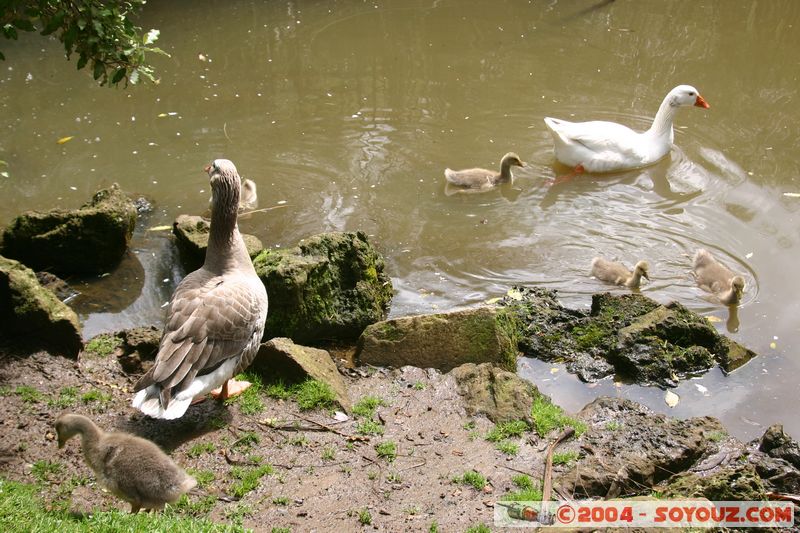 Auckland Domain - Goose
Mots-clés: New Zealand North Island coast to coast animals oiseau oie