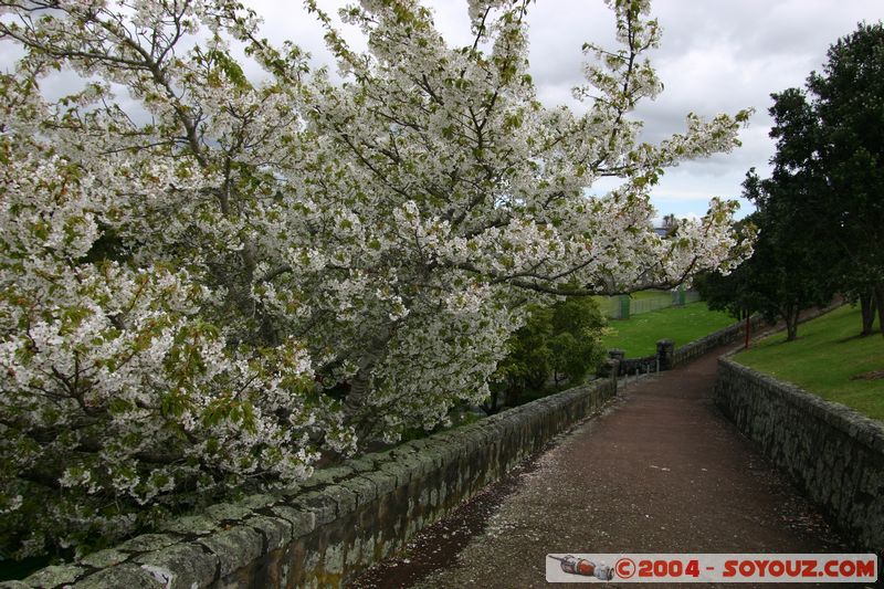 Auckland - Cornwall Park - Flower
Mots-clés: New Zealand North Island coast to coast fleur