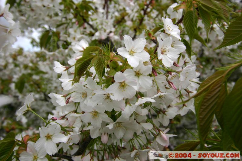 Auckland - Cornwall Park - Flower
Mots-clés: New Zealand North Island coast to coast fleur