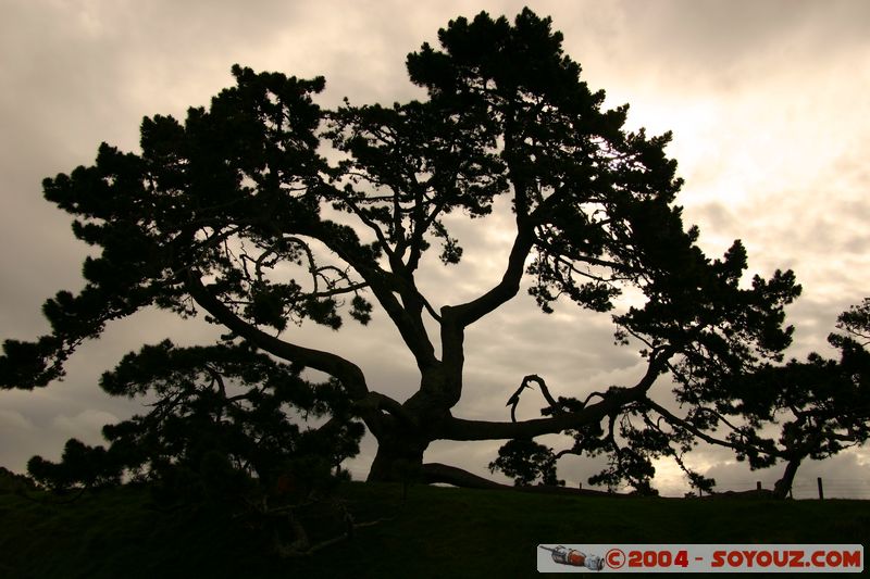 Auckland - One Tree Hill Domain
Mots-clés: New Zealand North Island coast to coast Arbres