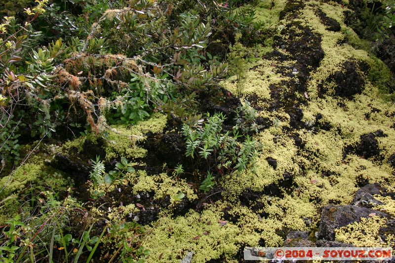 Auckland - Rongitoto Island
Mots-clés: New Zealand North Island plante