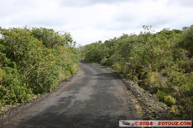 Auckland - Rongitoto Island
Mots-clés: New Zealand North Island plante