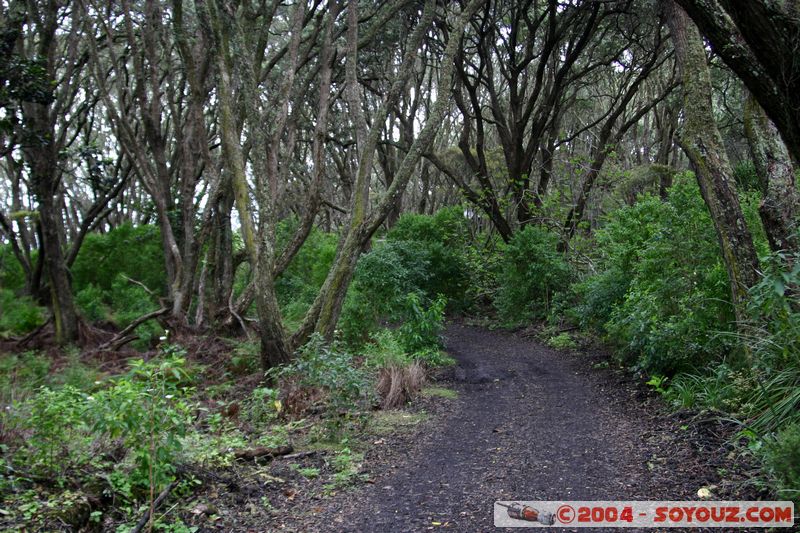 Auckland - Rongitoto Island
Mots-clés: New Zealand North Island plante