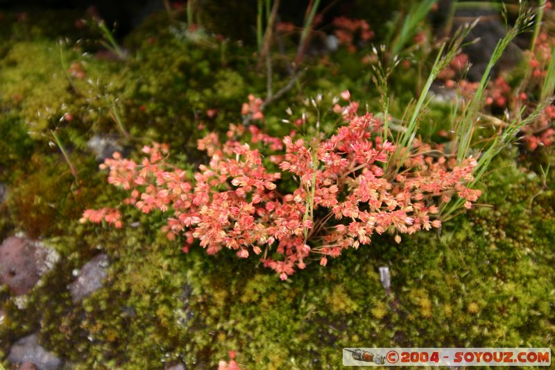 Auckland - Rongitoto Island
Mots-clés: New Zealand North Island plante