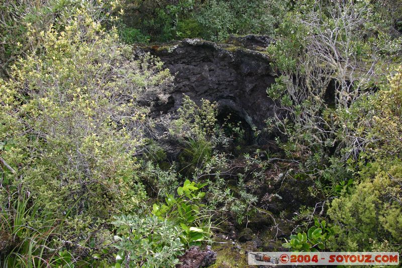 Auckland - Rongitoto Island
Mots-clés: New Zealand North Island