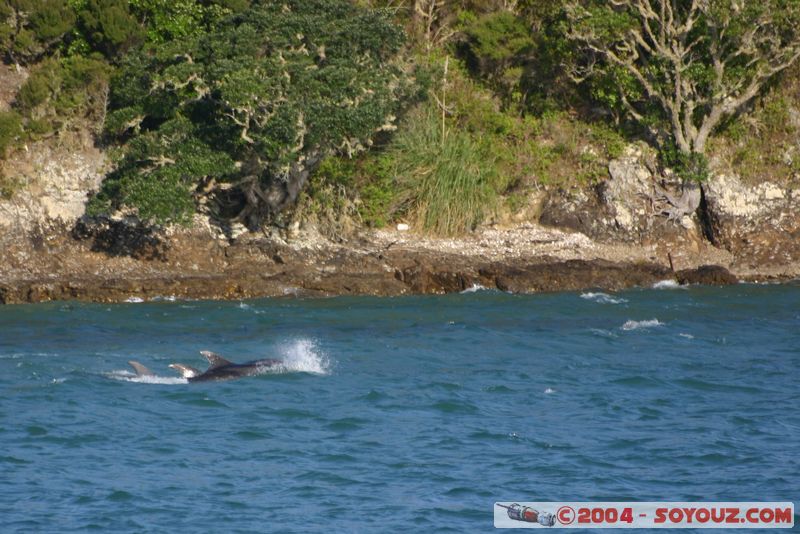 Bay of Islands - bottlenose dolphins
Mots-clés: New Zealand North Island animals Dauphin