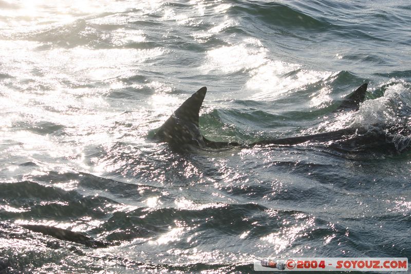 Bay of Islands - bottlenose dolphins
Mots-clés: New Zealand North Island animals Dauphin