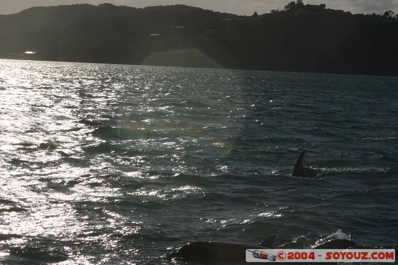 Bay of Islands - bottlenose dolphins
Mots-clés: New Zealand North Island animals Dauphin