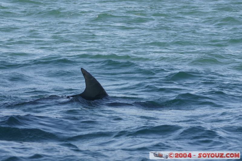 Bay of Islands - bottlenose dolphins
Mots-clés: New Zealand North Island animals Dauphin