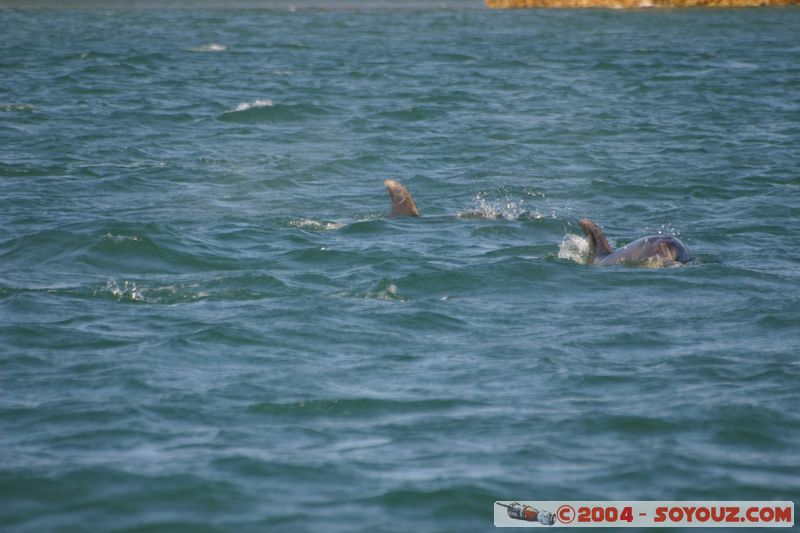 Bay of Islands - bottlenose dolphins
Mots-clés: New Zealand North Island animals Dauphin