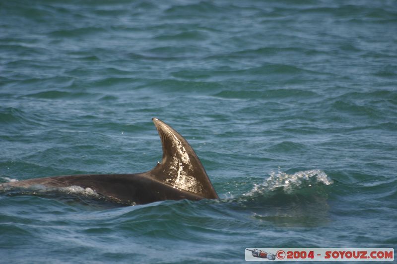 Bay of Islands - bottlenose dolphins
Mots-clés: New Zealand North Island animals Dauphin