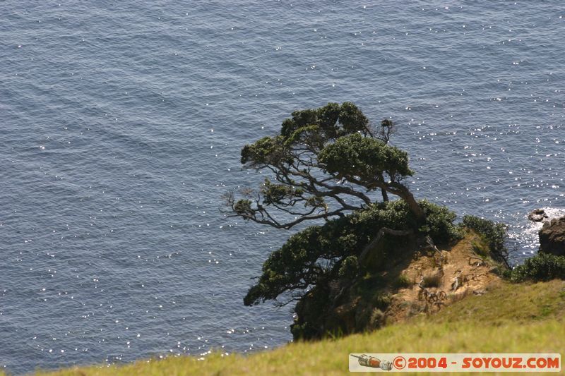 Bay of Islands - Waewaetoria Island
Mots-clés: New Zealand North Island Arbres mer