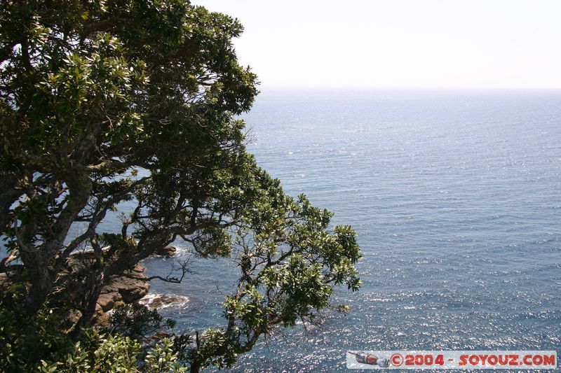 Bay of Islands - Waewaetoria Island
Mots-clés: New Zealand North Island Arbres mer