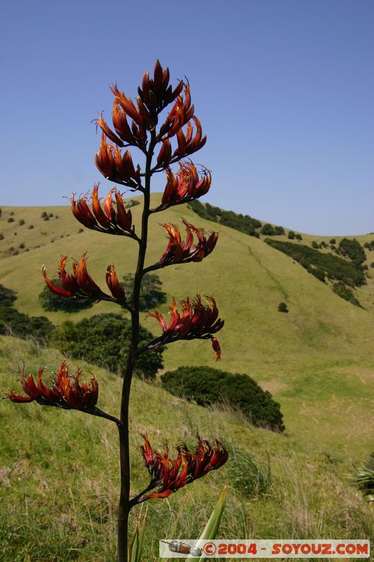 Bay of Islands - Waewaetoria Island
Mots-clés: New Zealand North Island plante fleur