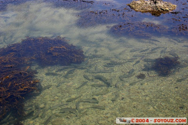 Bay of Islands - Robertson Island
Mots-clés: New Zealand North Island animals Poisson