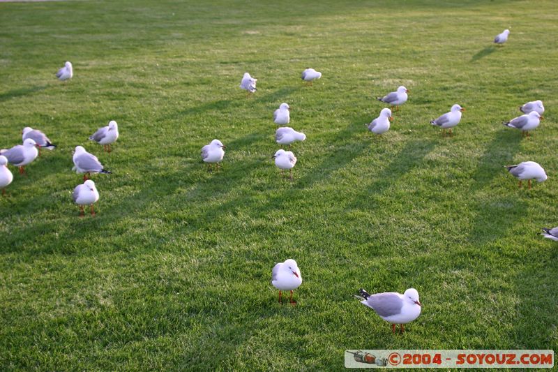 Rotorua - Lakefront - Seagull
Mots-clés: New Zealand North Island animals oiseau Mouette