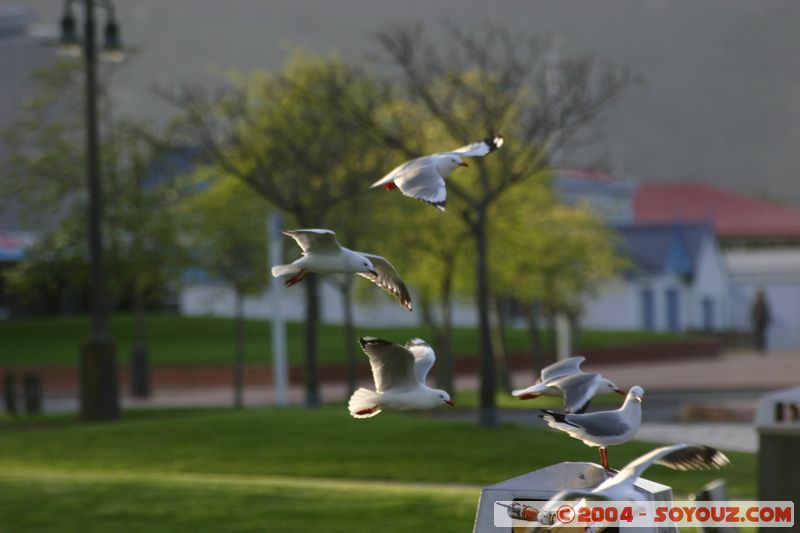 Rotorua - Lakefront - Seagull
Mots-clés: New Zealand North Island animals oiseau Mouette