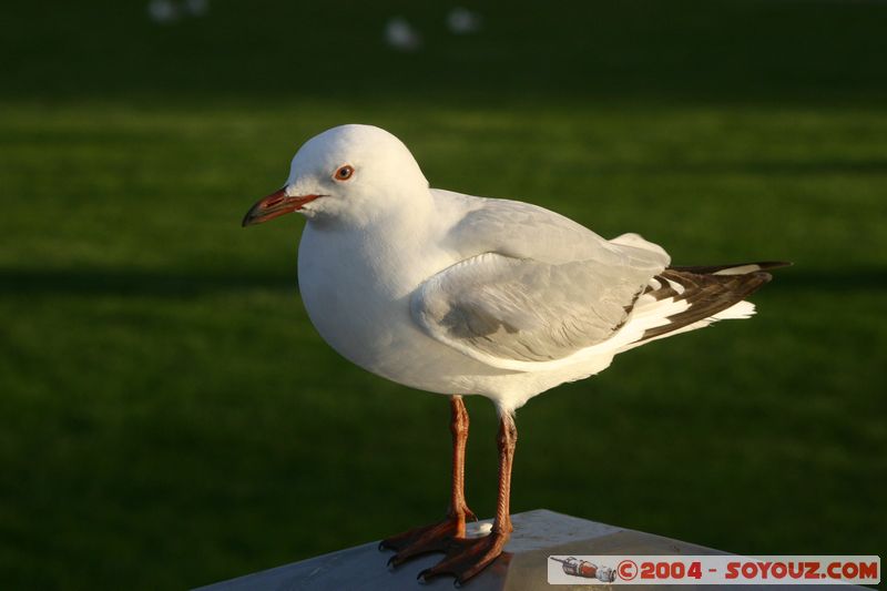 Rotorua - Lakefront - Seagull
Mots-clés: New Zealand North Island animals oiseau Mouette