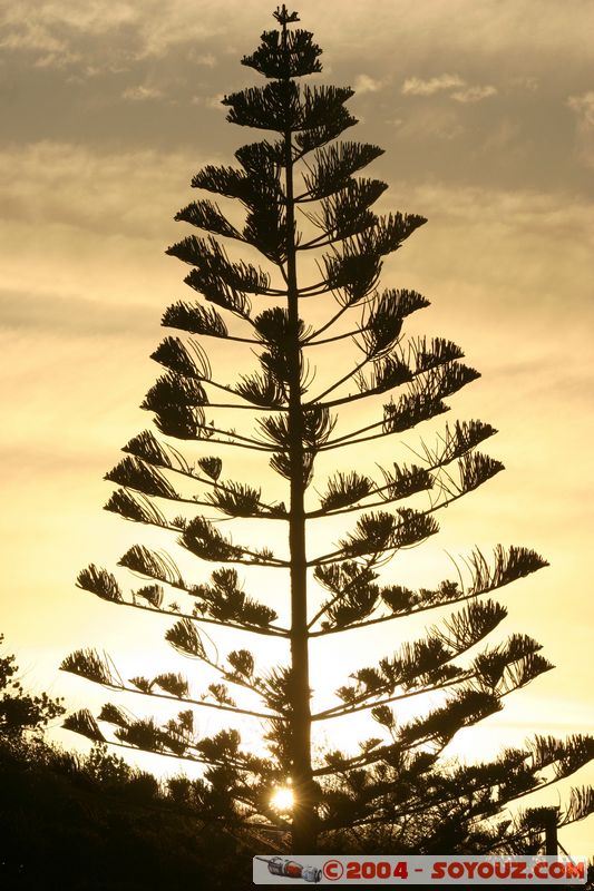 Rotorua - Lakefront
Mots-clés: New Zealand North Island sunset Arbres