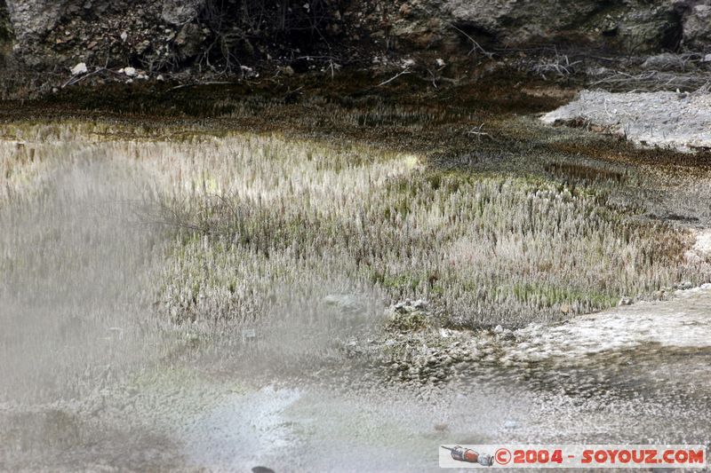 Whakarewarewa Village - Geothermal Area
Mots-clés: New Zealand North Island maori Thermes geyser