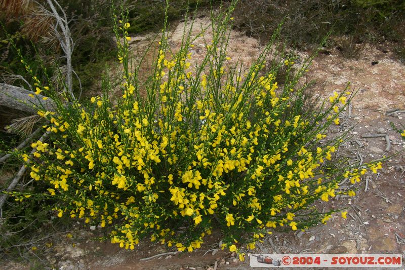 Whakarewarewa Village - Flower
Mots-clés: New Zealand North Island maori fleur