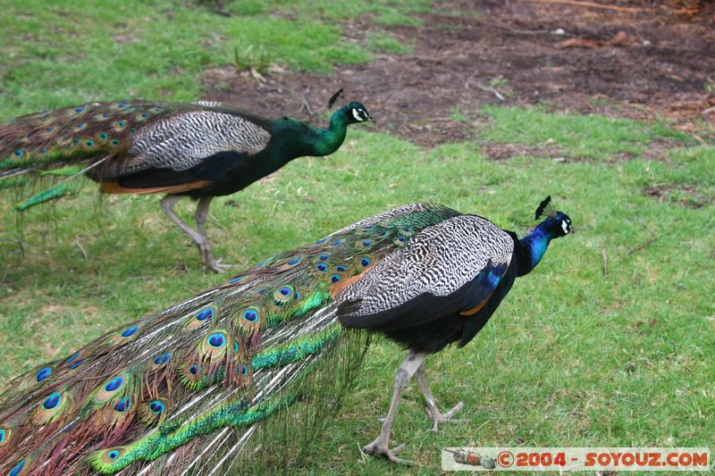 Hell's Gate - Peacock
Mots-clés: New Zealand North Island animals oiseau paon