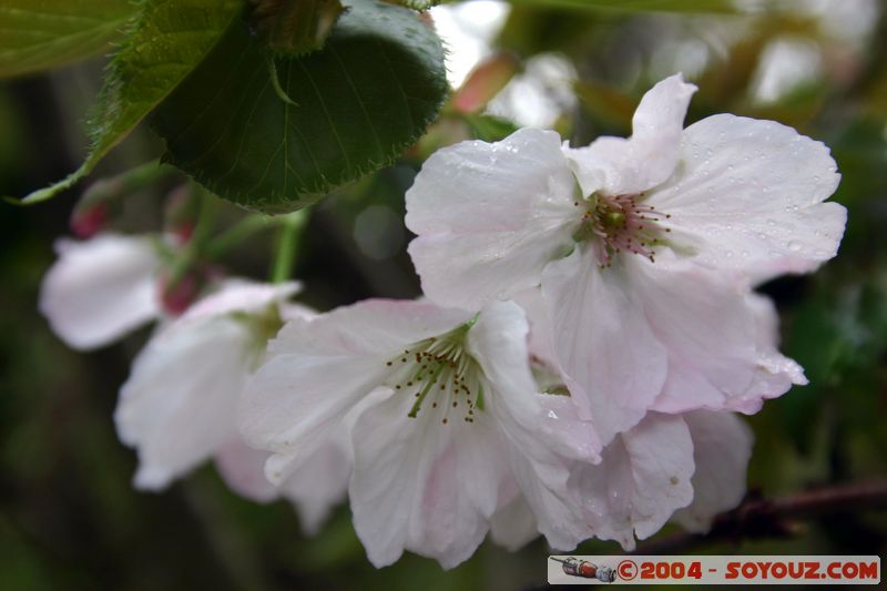 Hell's Gate - Flower
Mots-clés: New Zealand North Island fleur