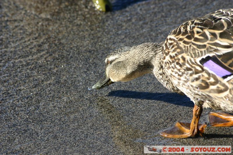 Lake Taupo - Duck
Mots-clés: New Zealand North Island Lac animals oiseau canard